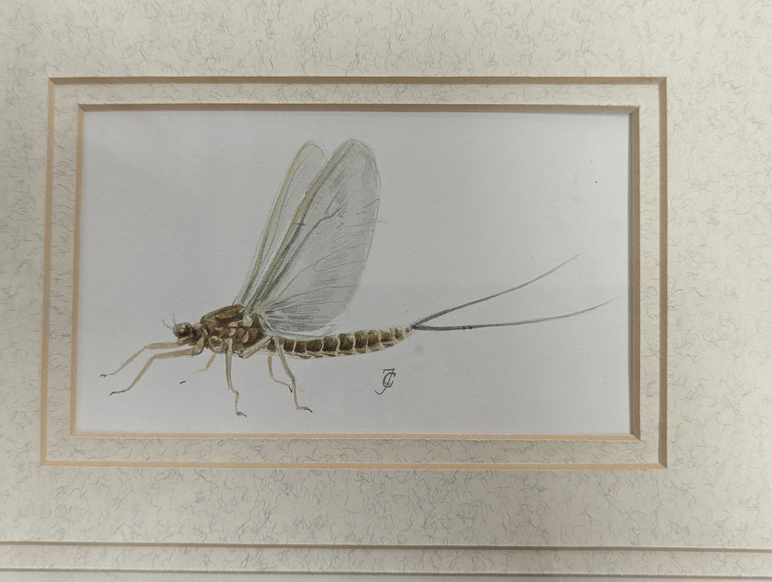 Charles Jardine, pencil and watercolour, Studies of a trout and mayflies, signed, largest 15 x 24cm, framed as one